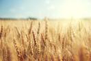 ASTA’s Field Crop Seed Convention 2023 in Orlando, FL
